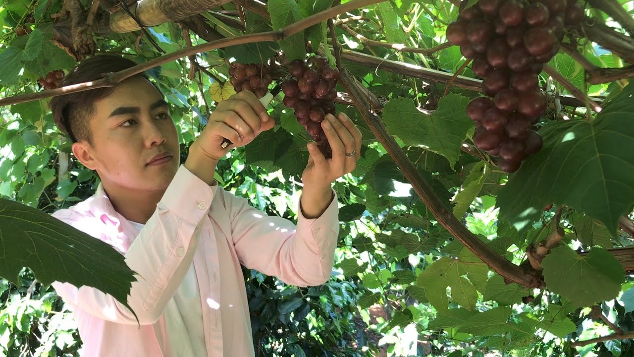 Hái nho chua ngọt nấu canh và làm món bánh mỗi năm chỉ đến dịp mới ăn một lần